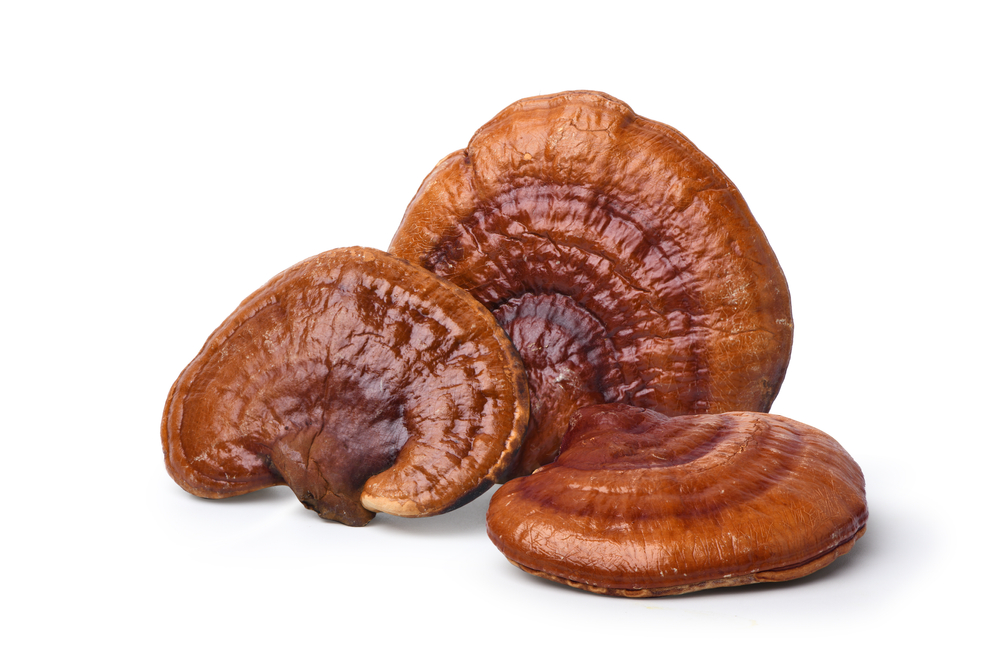 Sarkans, Reishi, sēnes, izolēts, uz, balta, fons., izgriešana, ceļš.