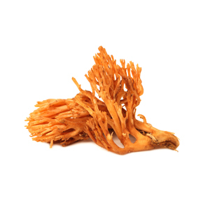 virpināt kordyceps1
