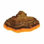 BIO pulveris Chaga